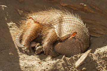 Image showing Sleeping armadillo (Chaetophractus villosus)