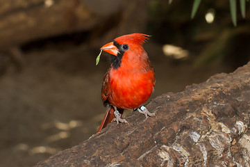 Image showing Northern Cardinal in captivity