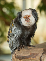 Image showing Four Geoffroy's Tufted-eared Marmoset