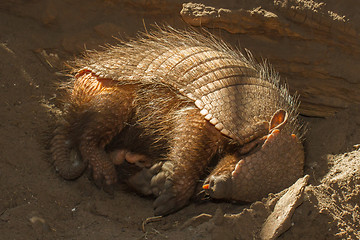 Image showing Sleeping armadillo (Chaetophractus villosus)