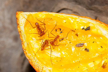 Image showing Leaf cutter ant