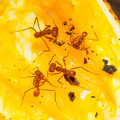 Image showing Leaf cutter ant