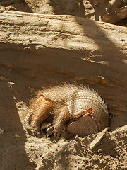 Image showing Sleeping armadillo (Chaetophractus villosus)