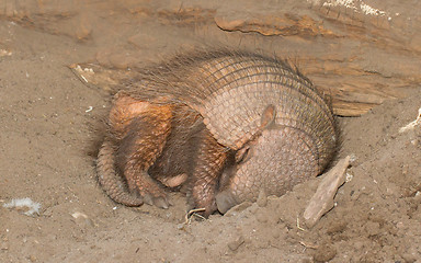 Image showing Sleeping armadillo (Chaetophractus villosus)