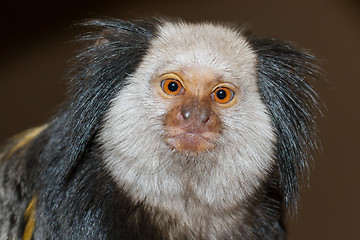 Image showing Four Geoffroy's Tufted-eared Marmoset