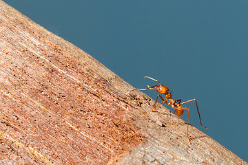 Image showing Leaf cutter ant