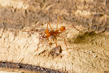 Image showing Leaf cutter ant