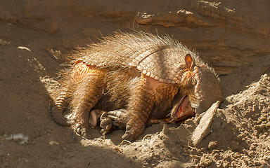 Image showing Sleeping armadillo (Chaetophractus villosus)