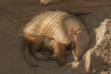 Image showing Sleeping armadillo (Chaetophractus villosus)