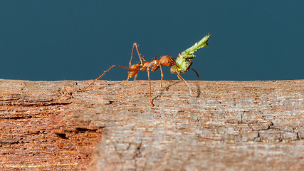 Image showing Leaf cutter ant