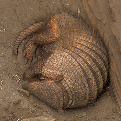 Image showing Sleeping armadillo (Chaetophractus villosus)