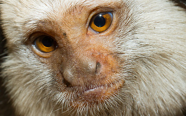 Image showing Four Geoffroy's Tufted-eared Marmoset