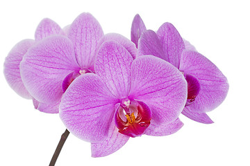 Image showing Orchid isolated