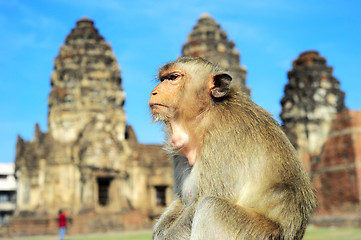 Image showing Monkey portrait
