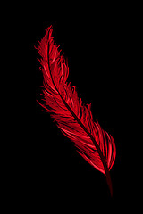Image showing A red feather