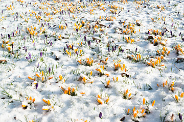 Image showing crocus flowers in snow