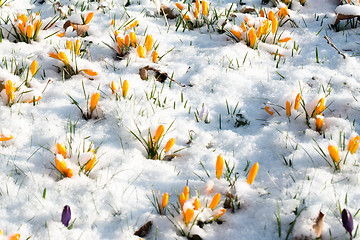 Image showing crocus flowers in snow