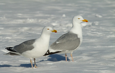Image showing Herring gull in the snow