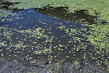 Image showing pond