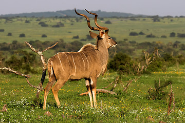 Image showing kudu male