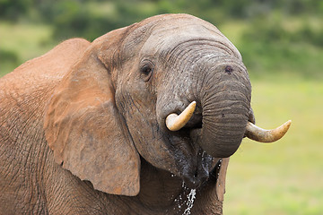 Image showing drinking elephant