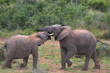 Image showing fighting elephant