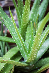 Image showing Aloe Vera plant