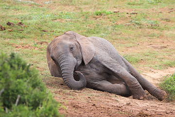 Image showing tired elephant