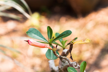 Image showing Azalea flowers bud