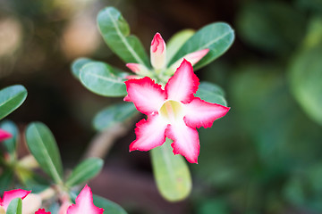 Image showing Azalea flowers