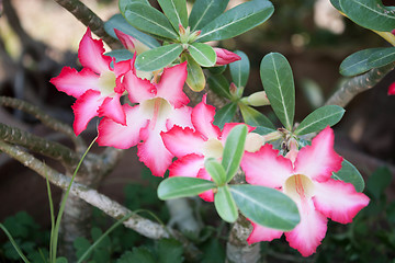 Image showing Azalea flowers