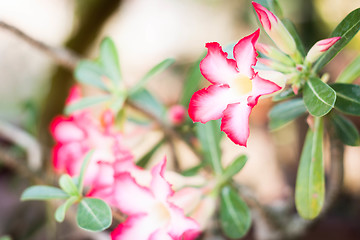 Image showing Azalea flowers