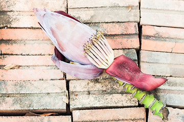 Image showing Banana flower