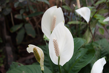 Image showing Beautiful white spathiphyllum flower(Peace Lily) 