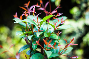 Image showing Christina or Syzygium campanulatum leaves 