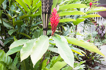 Image showing Galangal red flowers