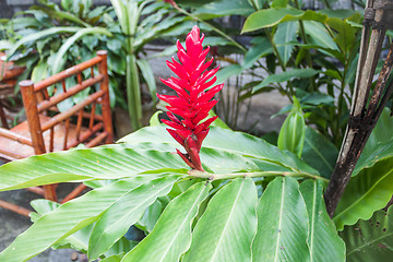 Image showing Galangal red flowers