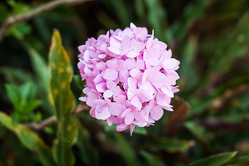 Image showing Pink hydrangea