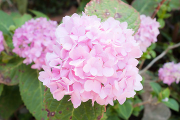 Image showing Pink hydrangea