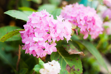 Image showing Pink hydrangea