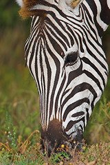 Image showing zebra close up