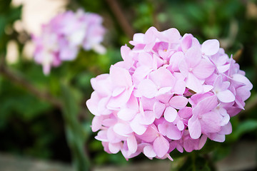 Image showing Pink hydrangea