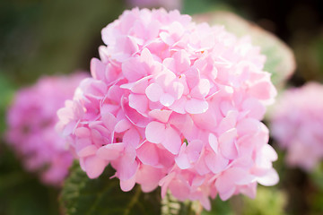 Image showing Pink hydrangea