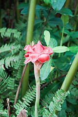 Image showing Red ginger torch flower 