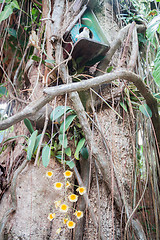 Image showing Yellow wild orchid and wooden bird house 