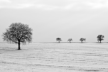 Image showing trees in snow