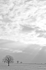 Image showing trees in snow