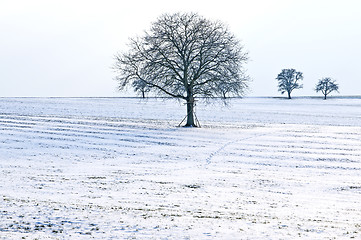 Image showing trees in snow