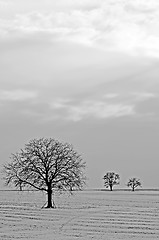 Image showing trees in snow