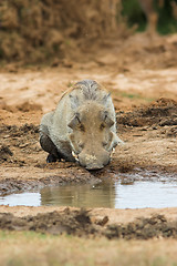 Image showing warthog